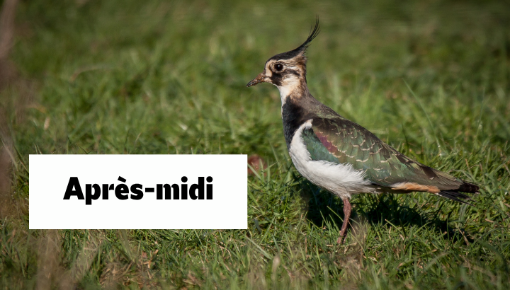 Retour post-nuptial sur l'étang de Careil